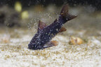 Black Corydoras