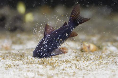 Black Corydoras