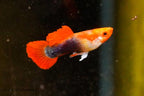 Blonde Koi Guppy