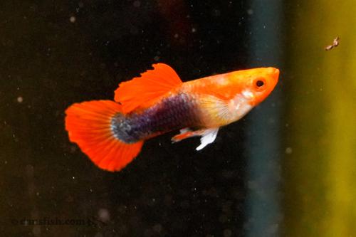Blonde Koi Guppy