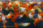Blonde Koi Guppy