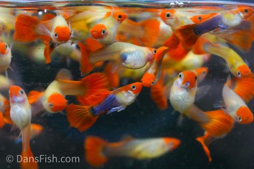 Blonde Koi Guppy