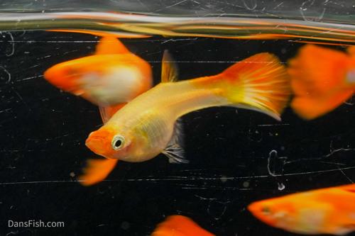 Blonde Koi Guppy