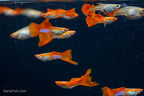 Blonde Koi Guppy