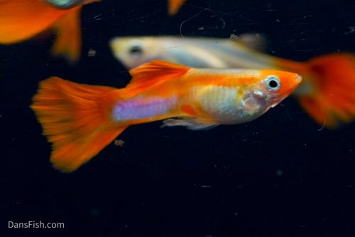 Blonde Koi Guppy