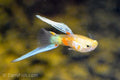 Blonde Vienna Bottom Swordtail Guppy