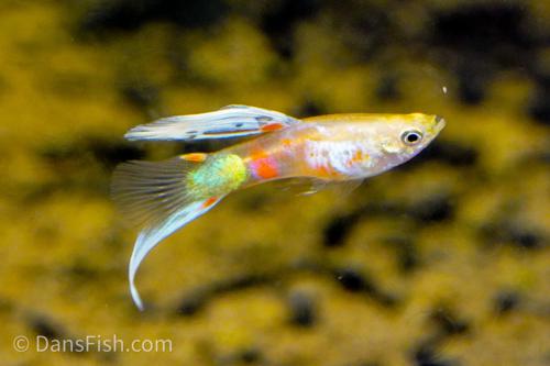 Blonde Vienna Bottom Swordtail Guppy