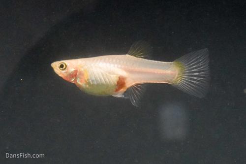 Blonde Vienna Emerald Lower Sword Guppies-Alan Bias's Strain