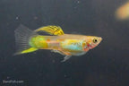 Blonde Vienna Emerald Lower Sword Guppies-Alan Bias's Strain