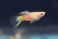 Blonde Vienna Emerald Lower Sword Guppies-Alan Bias's Strain