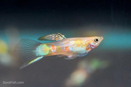 Blonde Vienna Emerald Lower Sword Guppies-Alan Bias's Strain