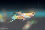 Blonde Vienna Emerald Lower Sword Guppies-Alan Bias's Strain