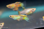 Blonde Vienna Emerald Lower Sword Guppies-Alan Bias's Strain