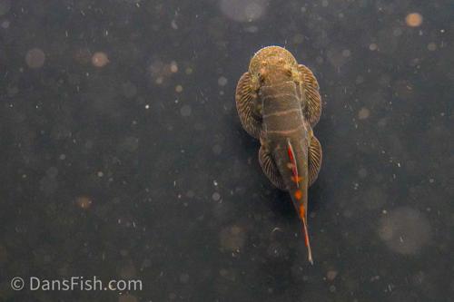 Bloody Mary Hillstream Loach