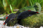 Bloody Mary Hillstream Loach