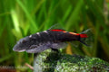 Bloody Mary Hillstream Loach