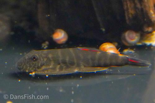Bloody Mary Hillstream Loach