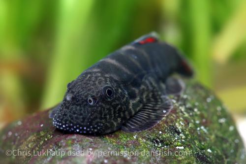 Bloody Mary Hillstream Loach