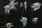 Blue Angelfish