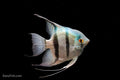 Blue Angelfish
