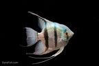 Blue Angelfish