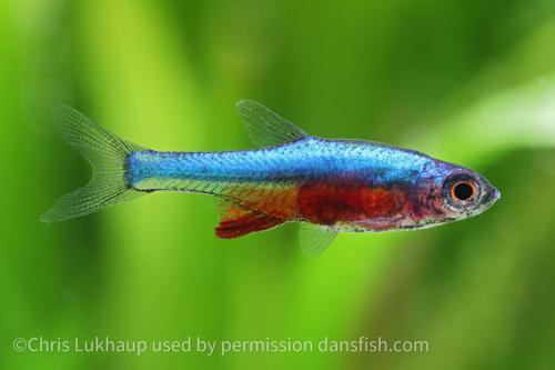 Blue Axelrodi Rasbora