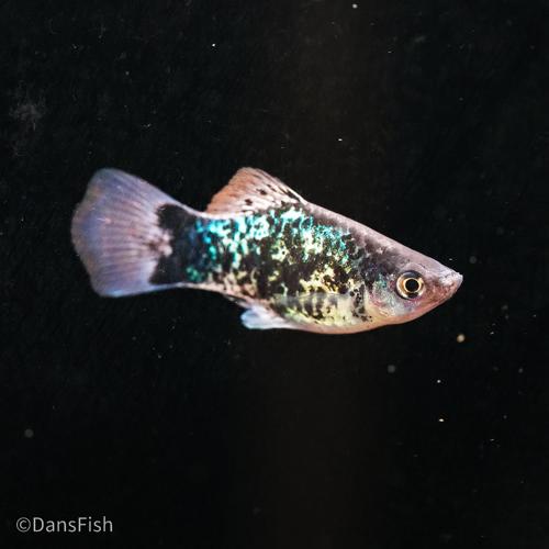 Blue Calico Platy