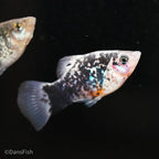 Blue Calico Platy