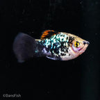Blue Calico Platy