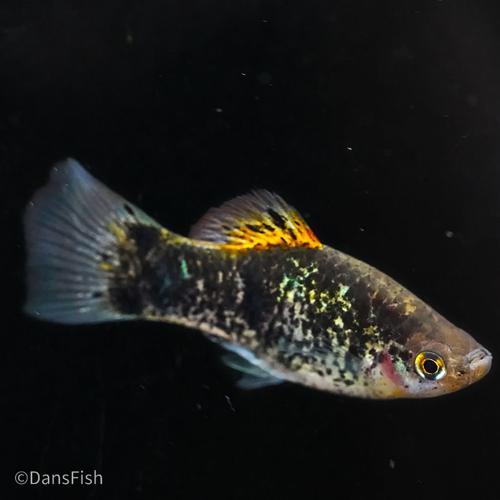 Blue Calico Platy