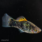 Blue Calico Platy
