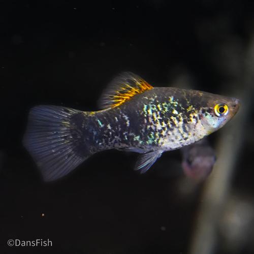 Blue Calico Platy
