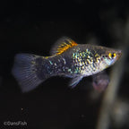 Blue Calico Platy