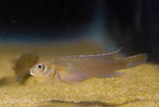 Blue Congo Dwarf Cichlid