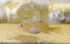 Blue Congo Dwarf Cichlid