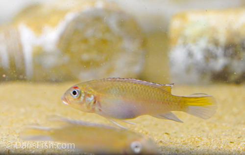Blue Congo Dwarf Cichlid