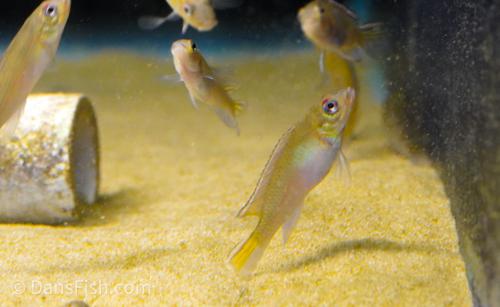 Blue Congo Dwarf Cichlid