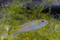 Blue Congo Dwarf Cichlid