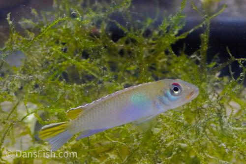 Blue Congo Dwarf Cichlid