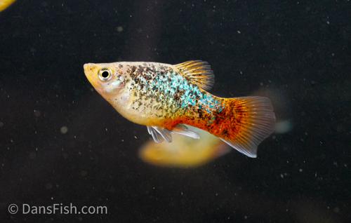 Blue Coral Calico Platy