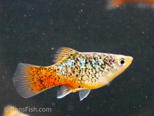Blue Coral Calico Platy