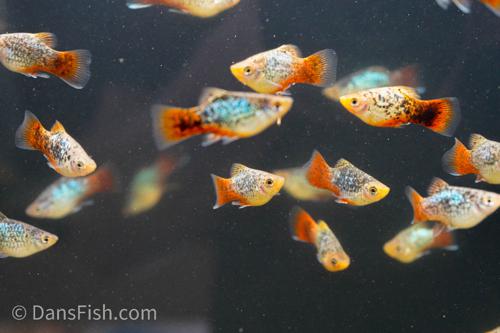 Blue Coral Calico Platy