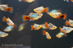 Blue Coral Calico Platy