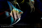 Blue Diamond Angelfish