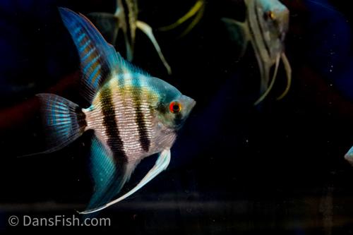 Blue Diamond Angelfish