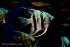 Blue Diamond Angelfish