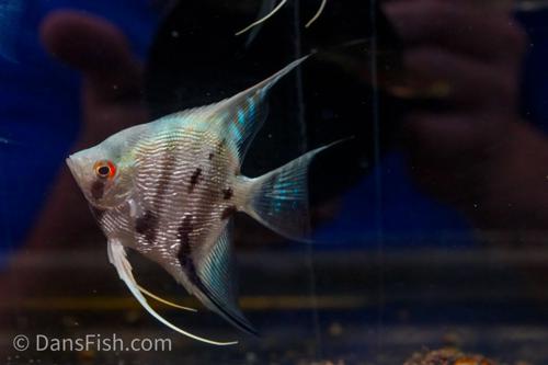 Blue Diamond Angelfish
