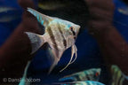 Blue Diamond Angelfish