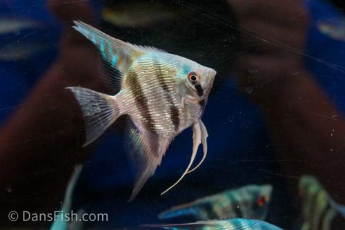 Blue Diamond Angelfish