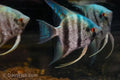 Blue Diamond Angelfish